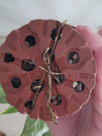 Epipremnum pinnatum ‘Aurea-Variegata’ | Variegated Climbing Indoor Plant 90mm Pot - Leaf of Faith SA