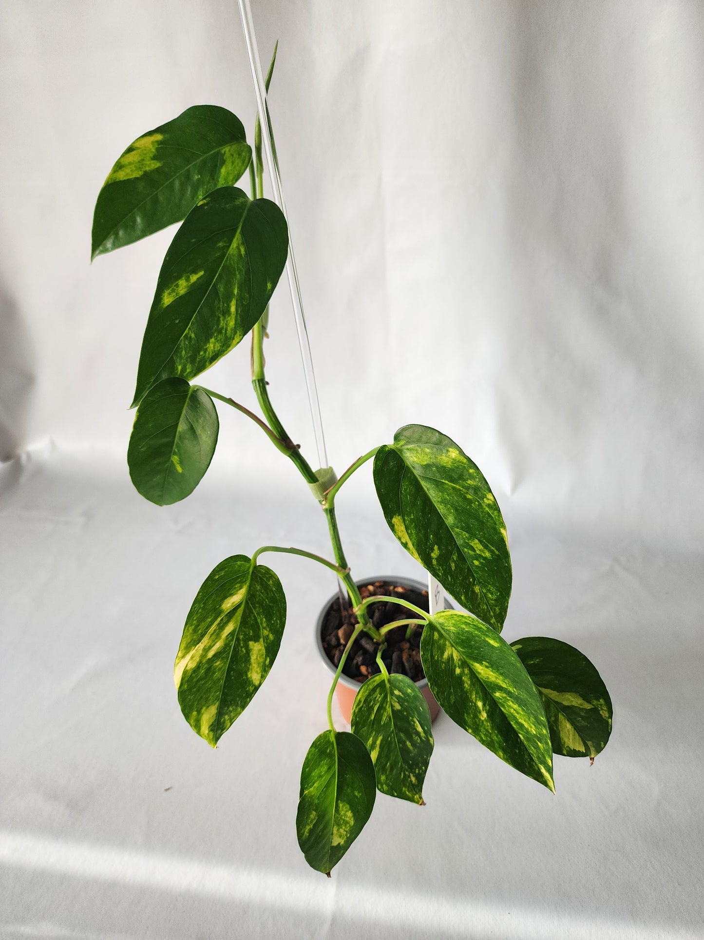 Epipremnum pinnatum ‘Aurea-Variegata’ | Variegated Climbing Indoor Plant 90mm Pot - Leaf of Faith SA