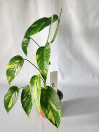 Epipremnum pinnatum ‘Aurea-Variegata’ | Variegated Climbing Indoor Plant 90mm Pot - Leaf of Faith SA