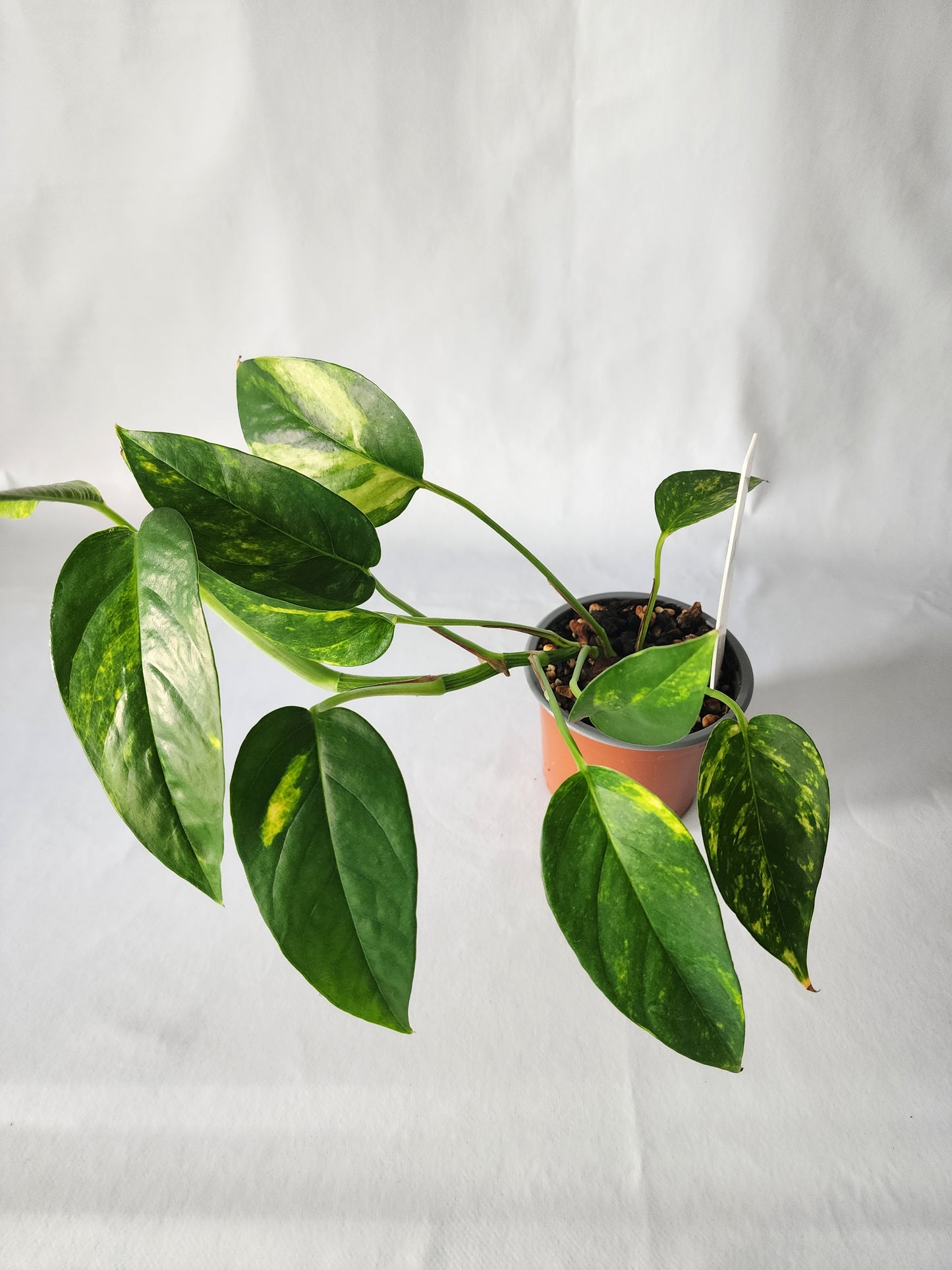 Epipremnum pinnatum ‘Aurea-Variegata’ | Variegated Climbing Indoor Plant 90mm Pot - Leaf of Faith SA