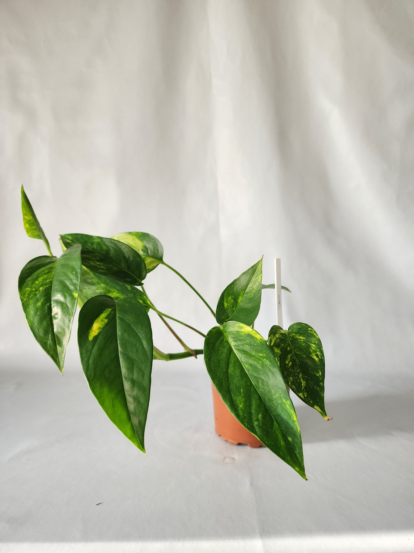 Epipremnum pinnatum ‘Aurea-Variegata’ | Variegated Climbing Indoor Plant 90mm Pot - Leaf of Faith SA