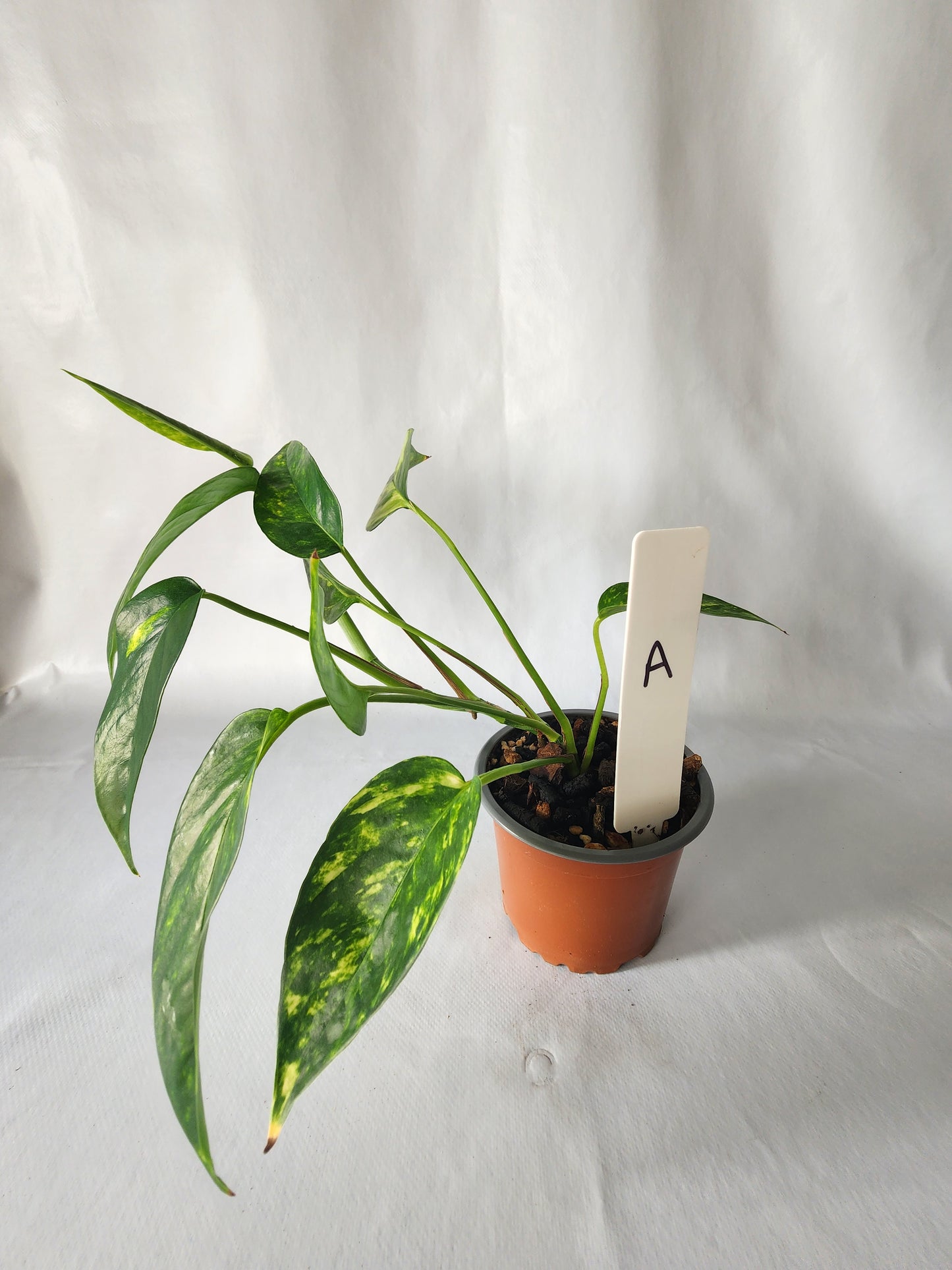 Epipremnum pinnatum ‘Aurea-Variegata’ | Variegated Climbing Indoor Plant 90mm Pot - Leaf of Faith SA
