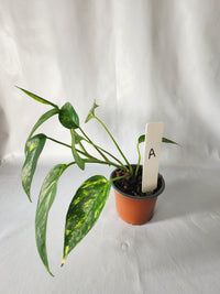 Epipremnum pinnatum ‘Aurea-Variegata’ | Variegated Climbing Indoor Plant 90mm Pot - Leaf of Faith SA