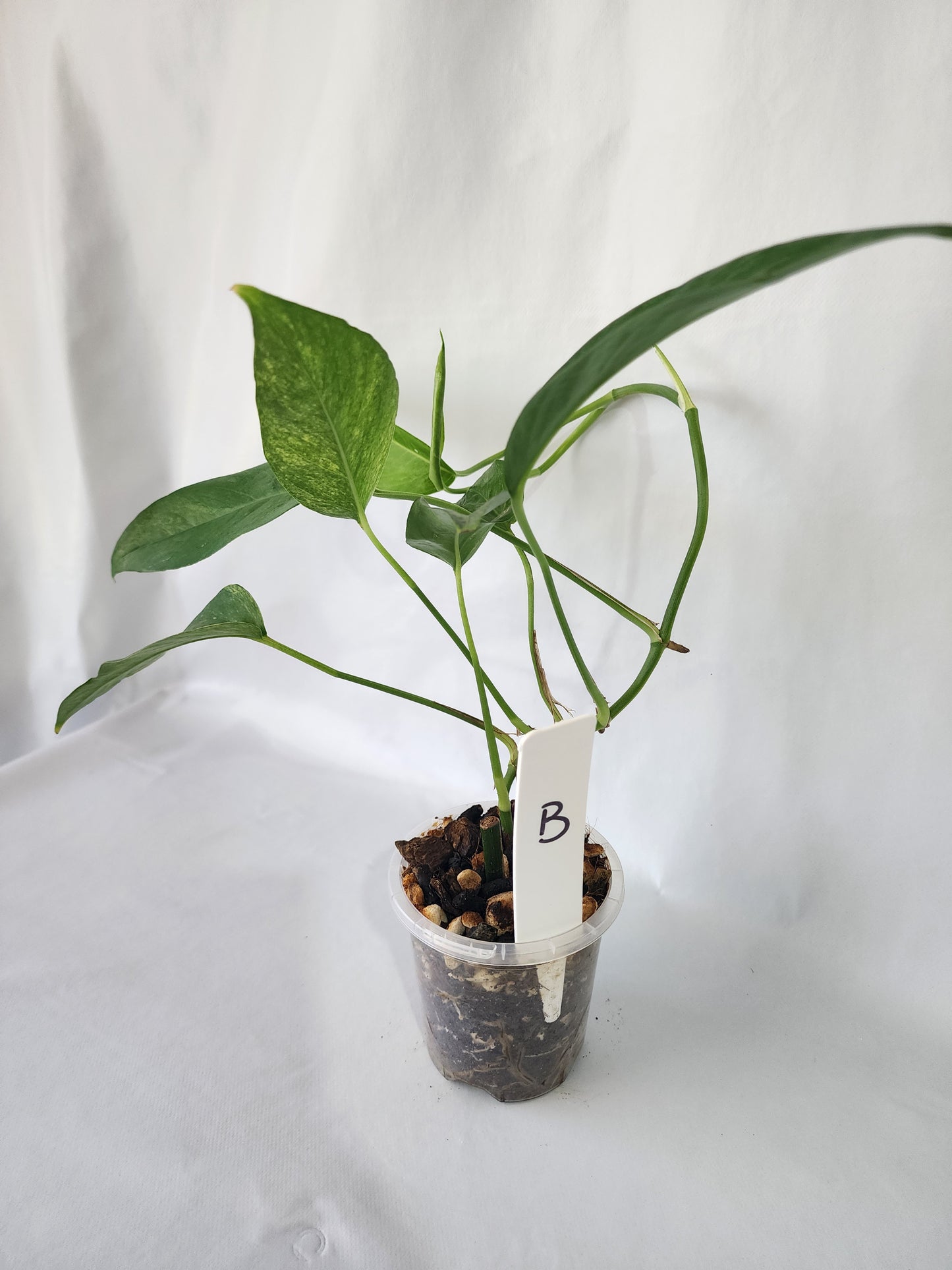 Epipremnum pinnatum ‘Mint Variegated’ | Variegated Climbing Indoor Plant 90mm Pot - Leaf of Faith SA