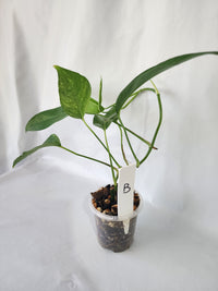 Epipremnum pinnatum ‘Mint Variegated’ | Variegated Climbing Indoor Plant 90mm Pot - Leaf of Faith SA