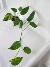 Epipremnum pinnatum ‘Aurea-Variegata’ | Variegated Climbing Indoor Plant 90mm Pot - Leaf of Faith SA