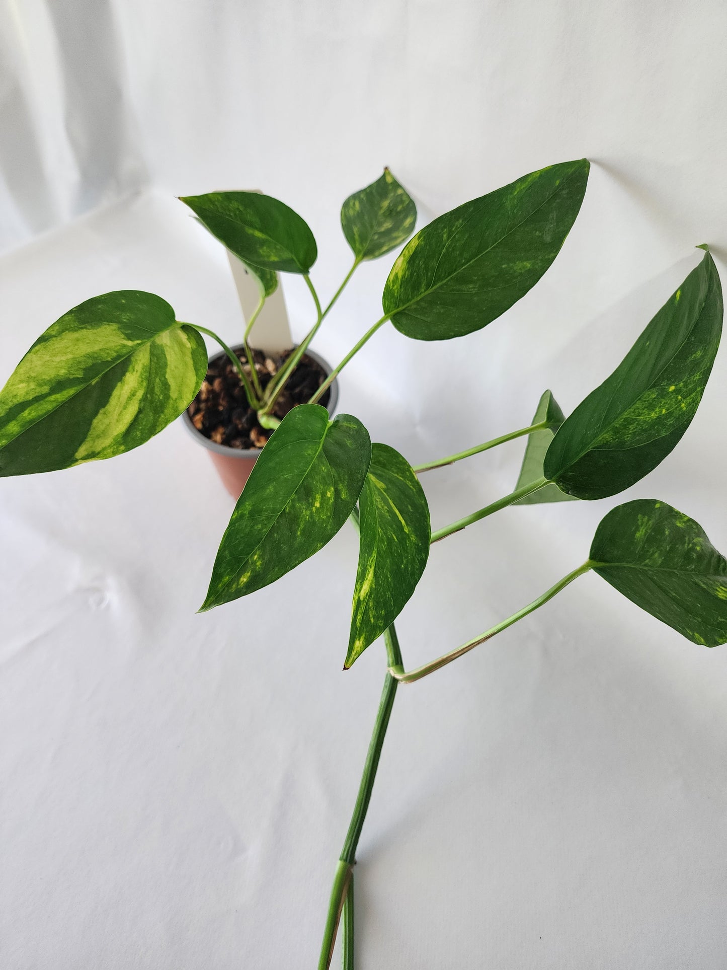 Epipremnum pinnatum ‘Aurea-Variegata’ | Variegated Climbing Indoor Plant 90mm Pot - Leaf of Faith SA