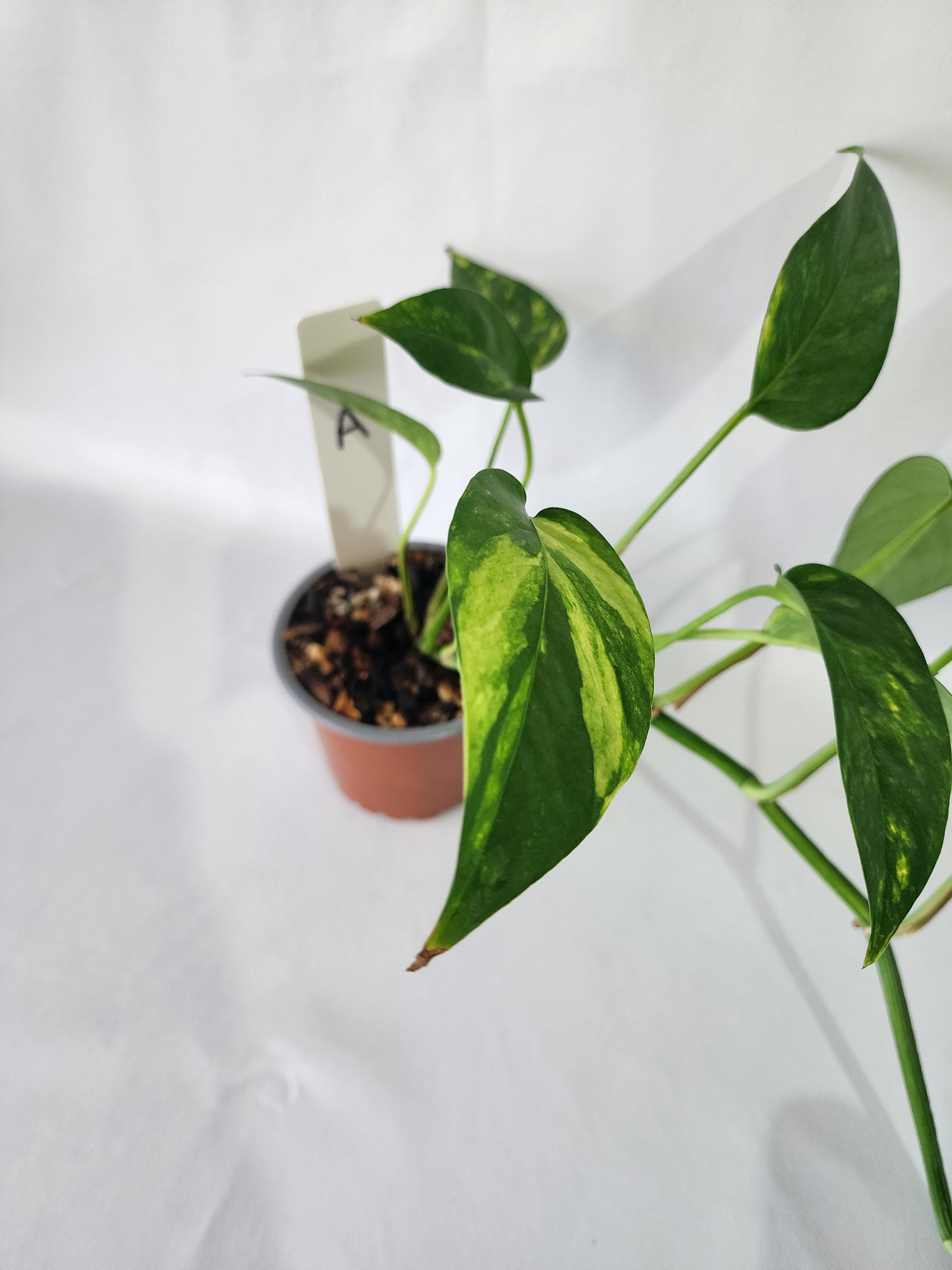 Epipremnum pinnatum ‘Aurea-Variegata’ | Variegated Climbing Indoor Plant 90mm Pot - Leaf of Faith SA