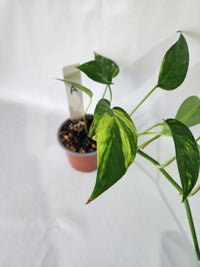 Epipremnum pinnatum ‘Aurea-Variegata’ | Variegated Climbing Indoor Plant 90mm Pot - Leaf of Faith SA