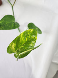 Epipremnum pinnatum ‘Aurea-Variegata’ | Variegated Climbing Indoor Plant 90mm Pot - Leaf of Faith SA