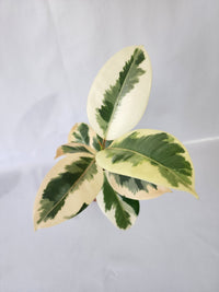 Ficus Tineke Indoor Plant | Variegated Rubber Plant (90mm Pot)