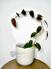 leafy™ Acrylic Round Trellis - Leaf of Faith SA