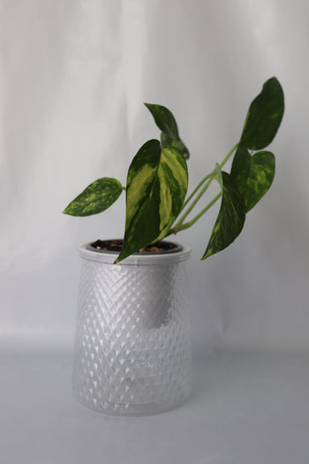 Potted plant with green leaves on a white background