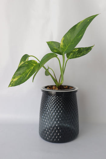 Small potted plant with green leaves in a textured grey pot on a white backgroundg