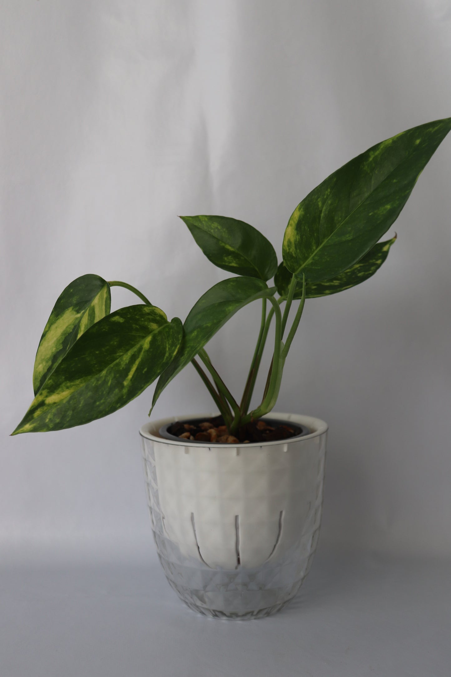 Self-Watering Pot – Modern Diamond Plastic Design (White) - Leaf of Faith SA