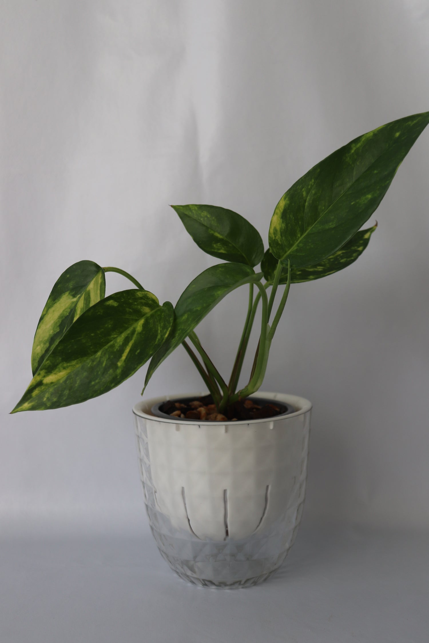 Self-Watering Pot – Modern Diamond Plastic Design (White) - Leaf of Faith SA