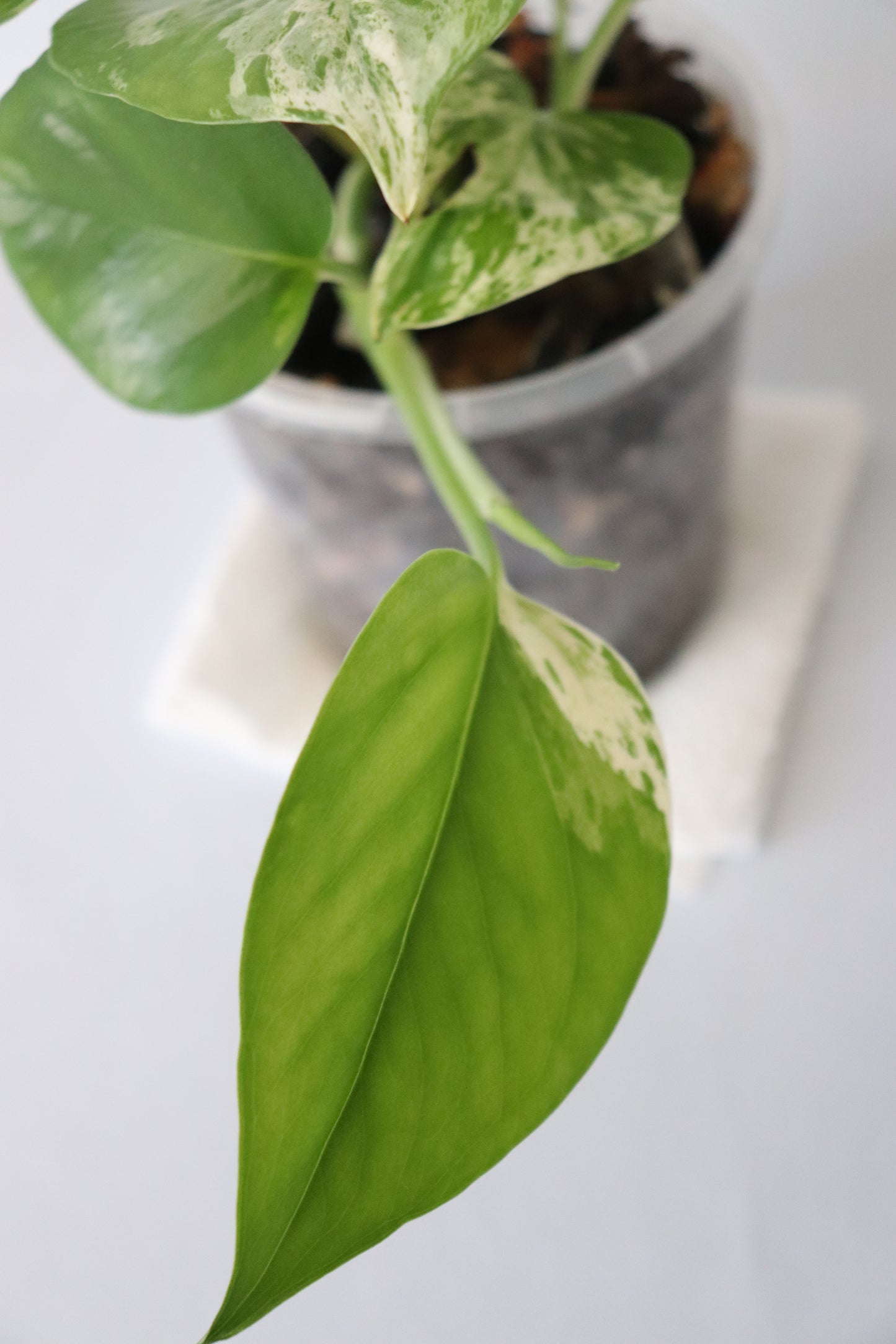 Marble Queen Pothos close up image of leaf