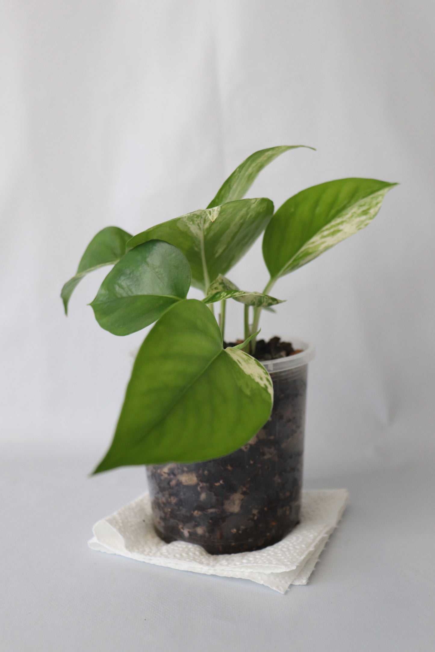 Marble Queen Pothos close view