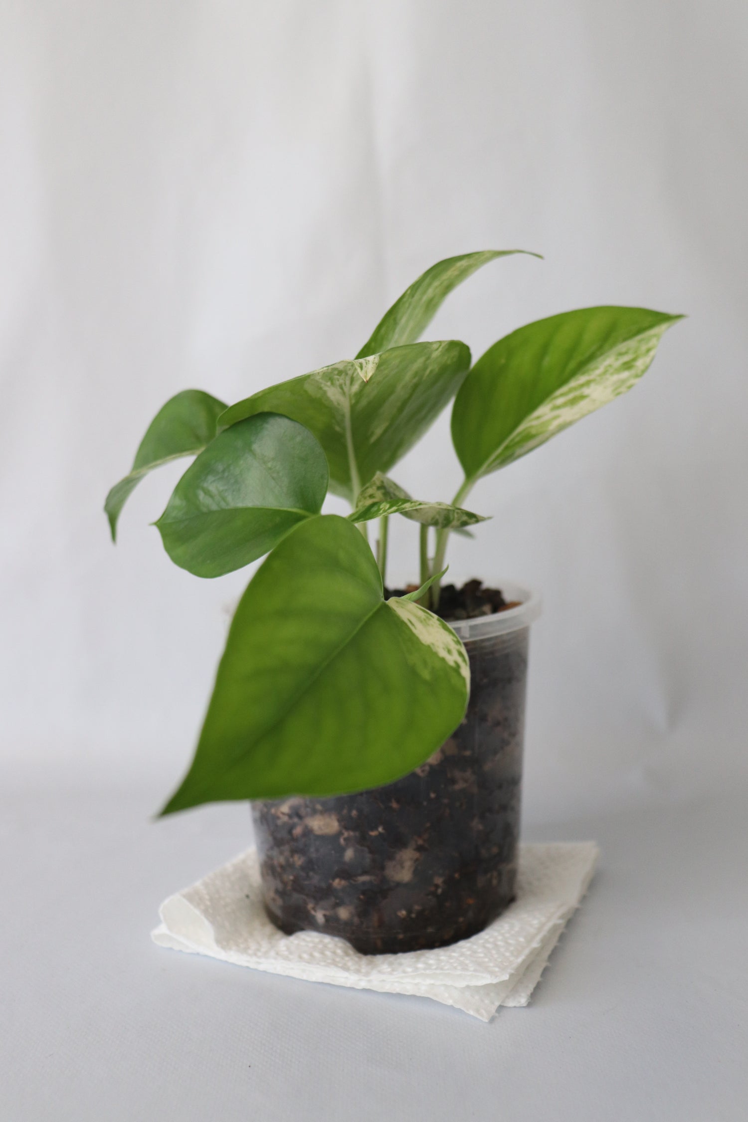Marble Queen Pothos close view