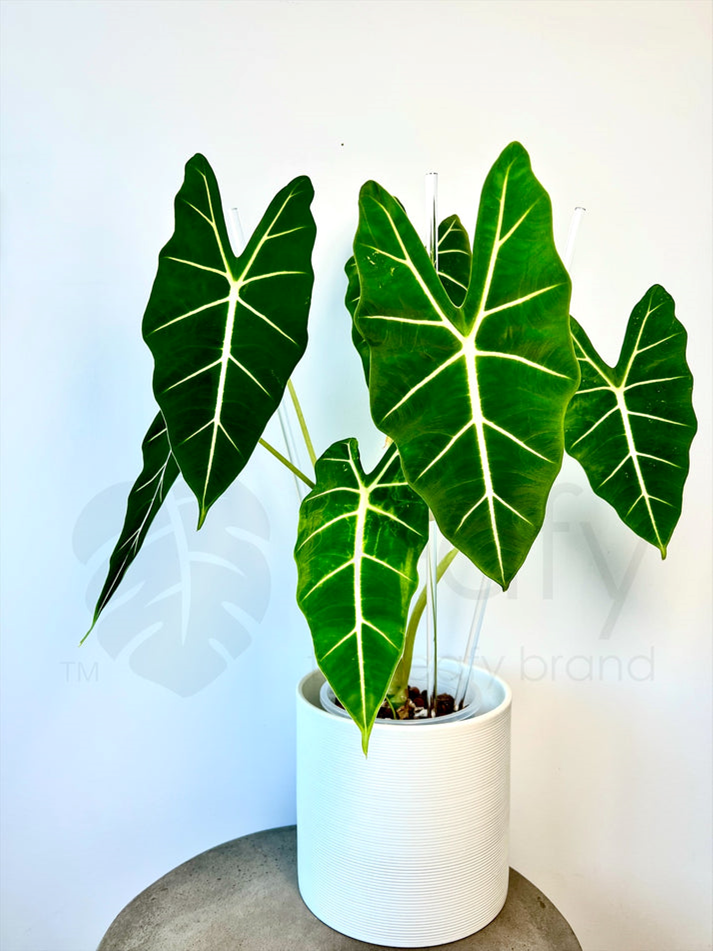 leafy™ Acrylic plant stakes - Leaf of Faith SA