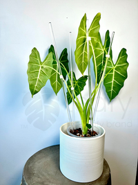 leafy™ Acrylic plant stakes - Leaf of Faith SA