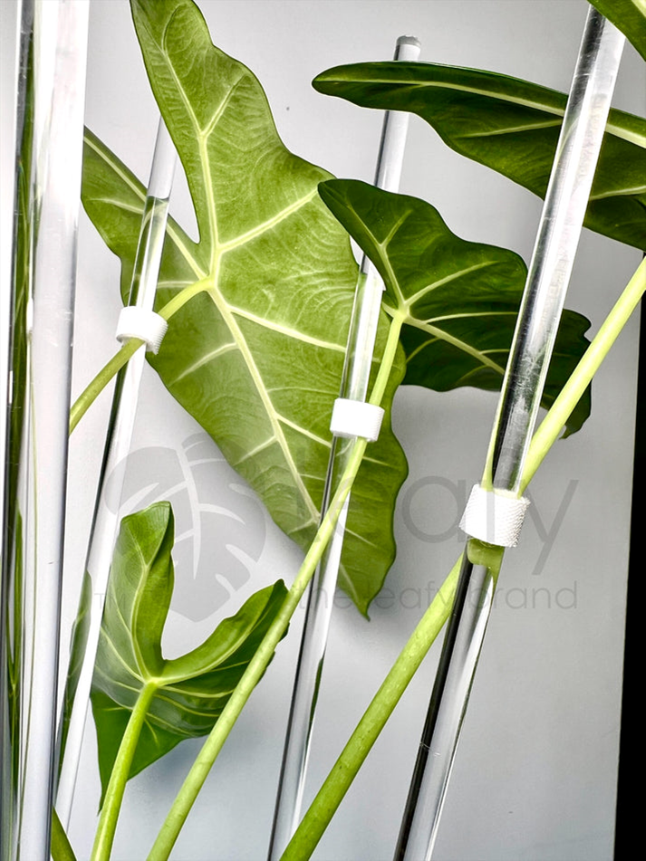 leafy™ Acrylic plant stakes - Leaf of Faith SA