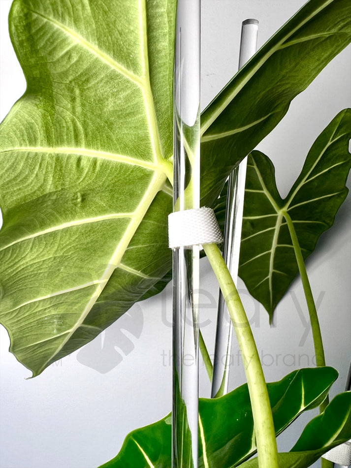 leafy™ Acrylic plant stakes - Leaf of Faith SA