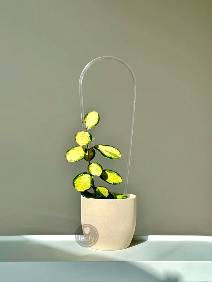 leafy™ Acrylic U-shape Plant Trellis Clear - Leaf of Faith SA