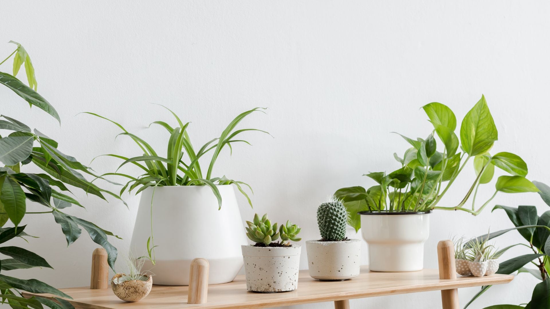 indoor plants