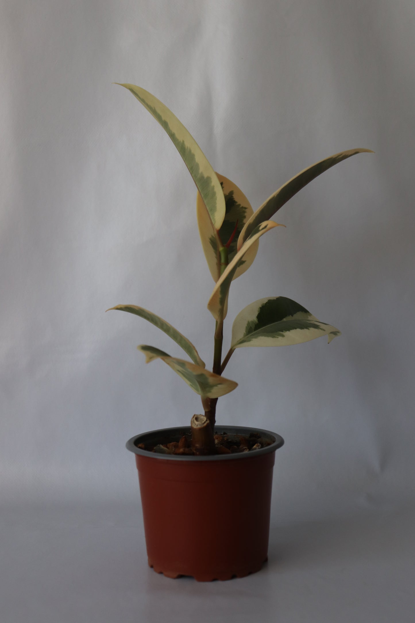 Variegated Ficus Tineke rubber tree displayed in a small 90mm pot