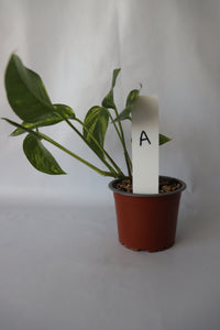 Epipremnum Pinnatum ‘Aurea-Variegata’ in 90mm pot showing bright yellow variegation on green leaves.