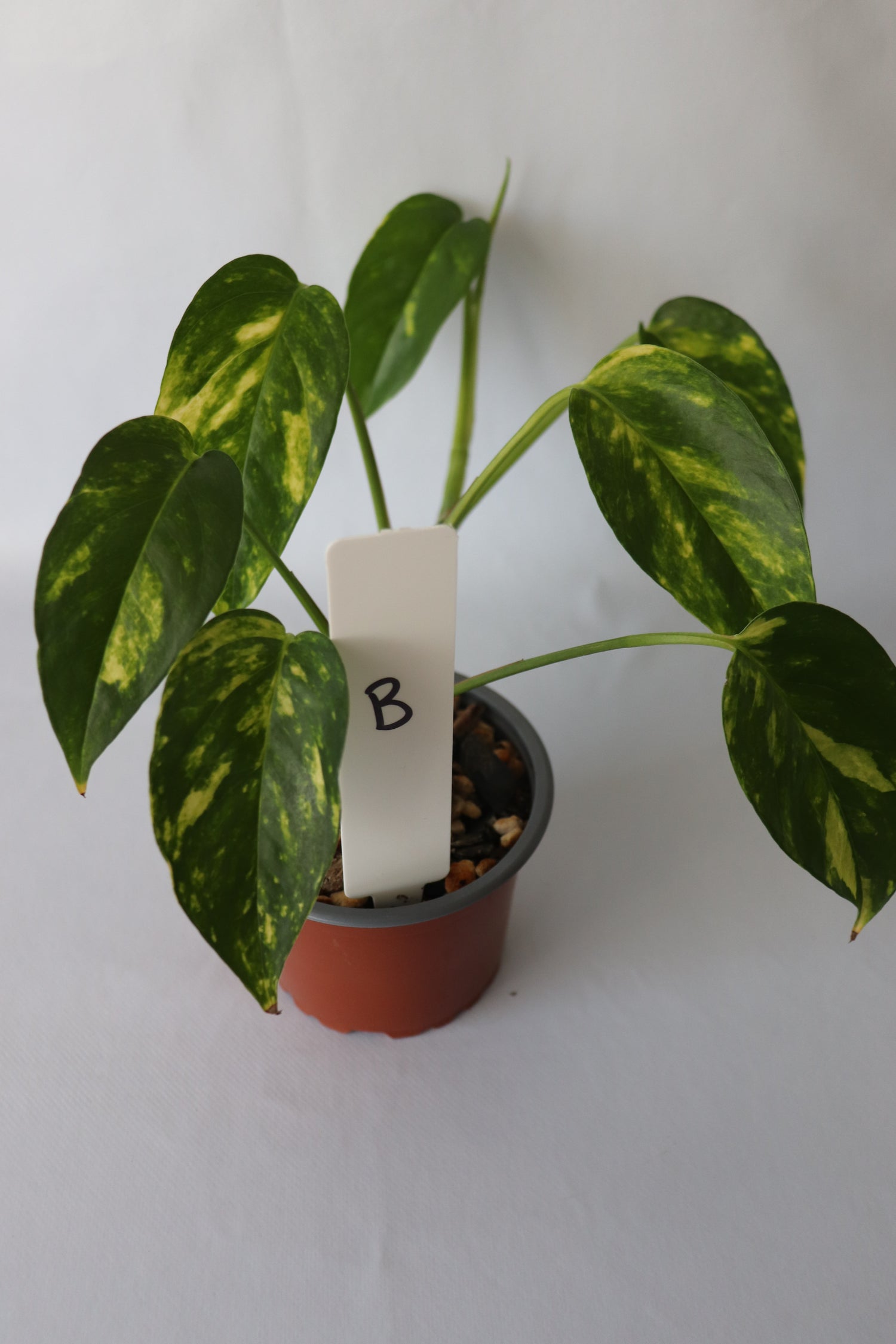 Epipremnum Pinnatum Aurea-Variegata