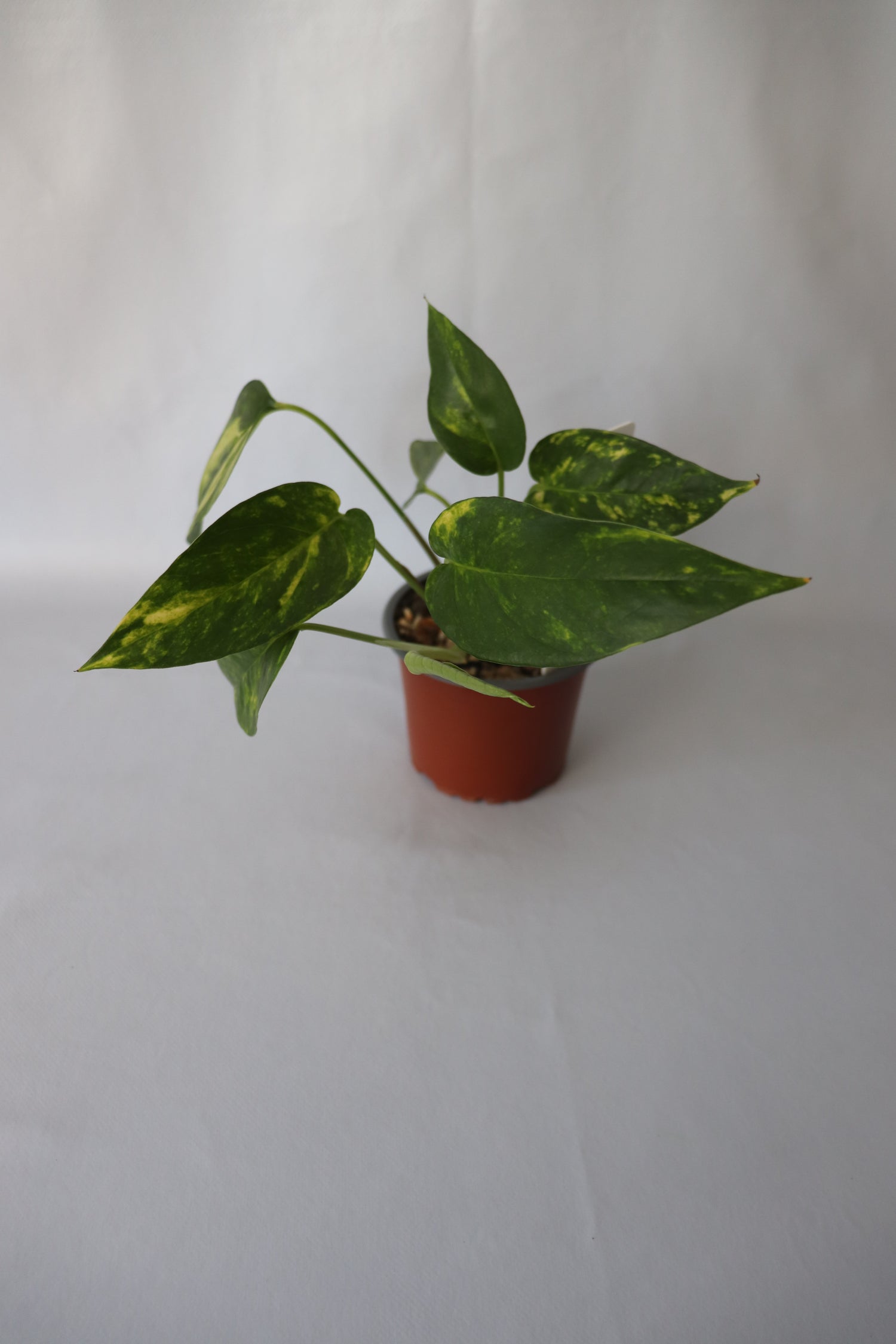 Epipremnum Pinnatum Aurea-Variegata indoor plant with climbing foliage and variegated leaves.