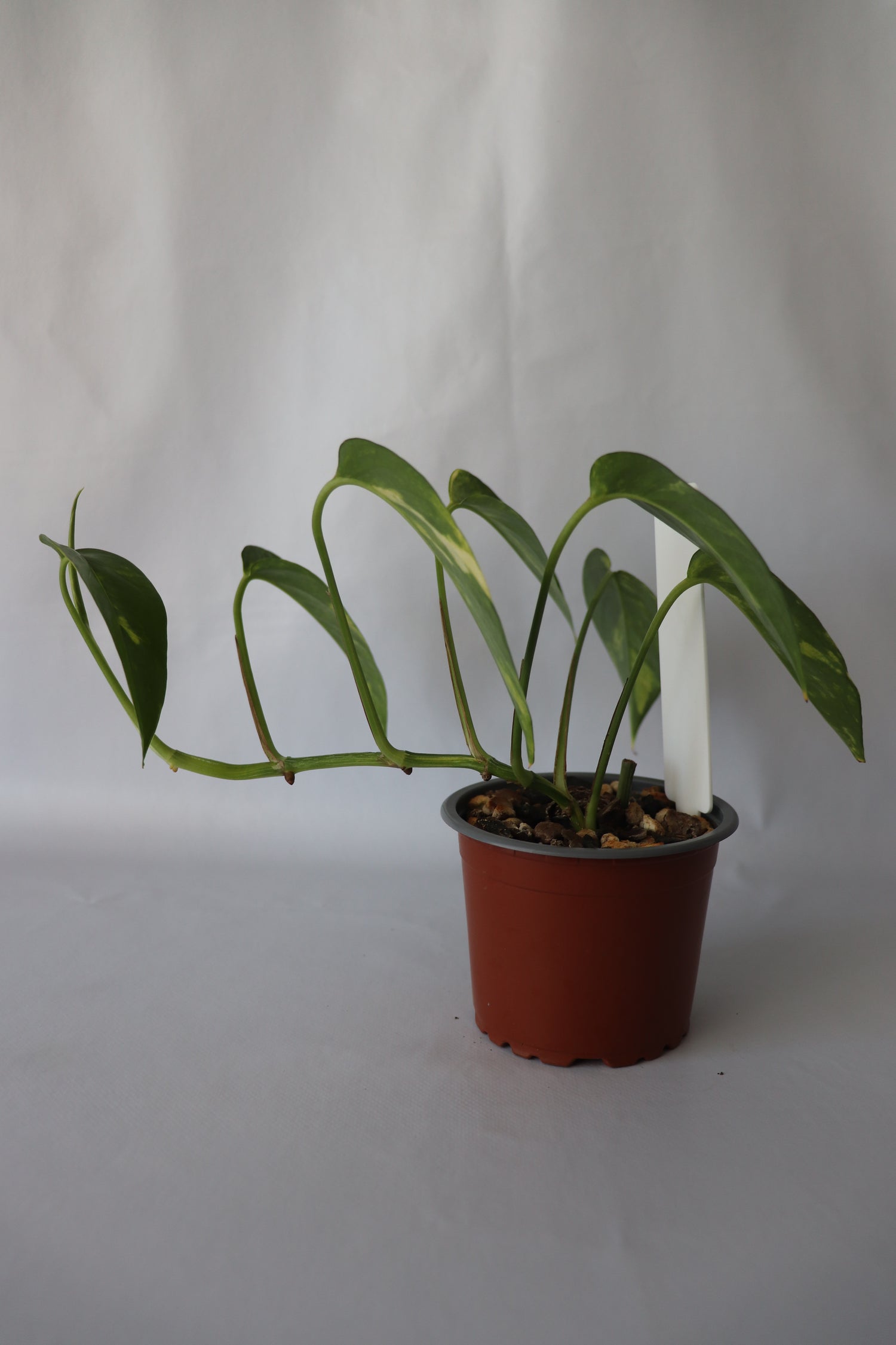 Epipremnum Pinnatum Aurea-Variegata trailing growth, perfect for hanging baskets or climbing support.