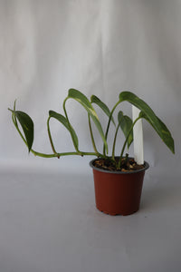Epipremnum Pinnatum Aurea-Variegata trailing growth, perfect for hanging baskets or climbing support.