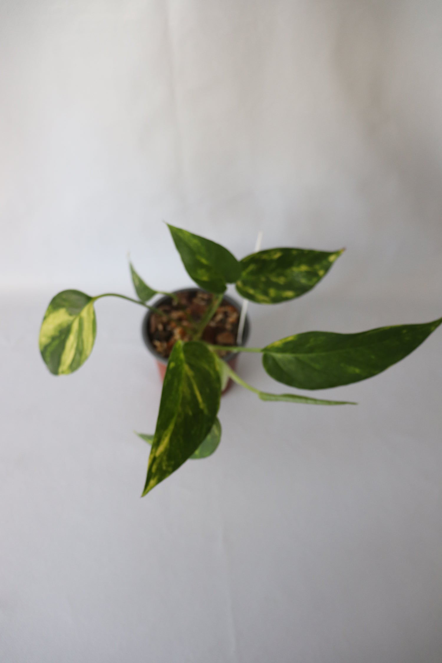 Rare Epipremnum Pinnatum Aurea-Variegata in 90mm pot, ideal for climbing on a moss pole indoors.