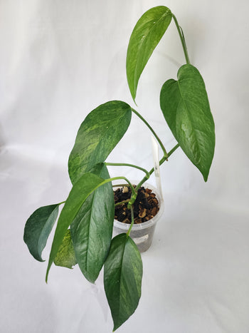 Epipremnum pinnatum ‘Mint’ in 90mm pot showing mint and silvery variegated leaves-A.