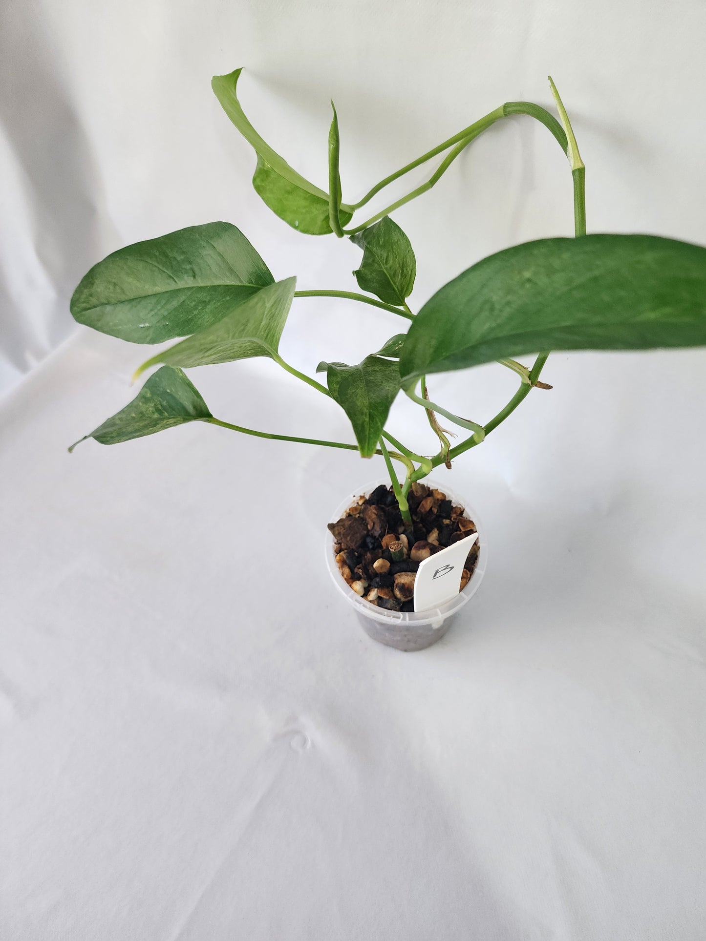 Epipremnum pinnatum ‘Mint’ climbing-B