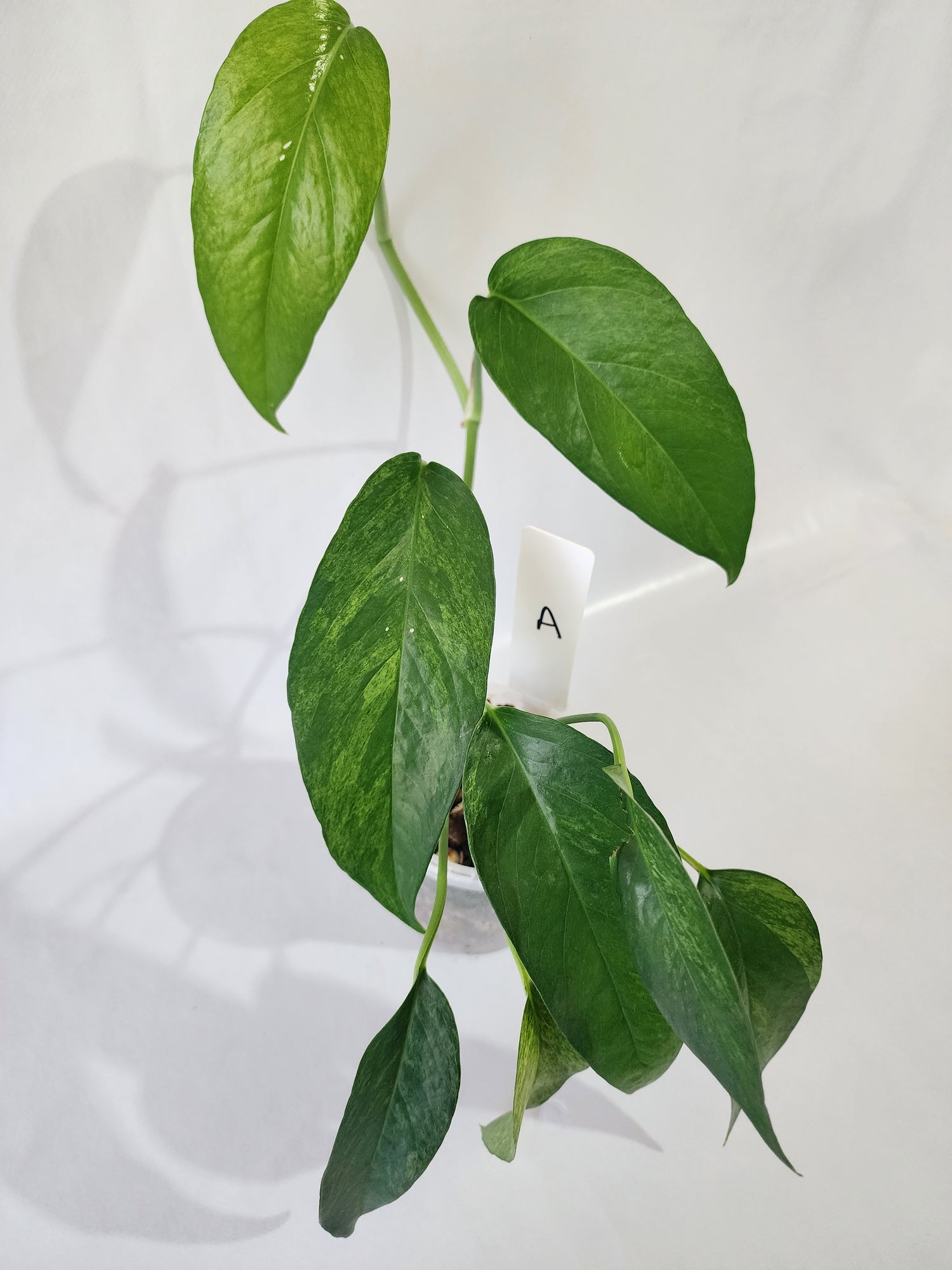 Close-up of Epipremnum pinnatum ‘Mint’ leaves highlighting soft mint marbling-A