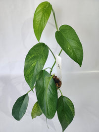 Juvenile Epipremnum pinnatum ‘Mint’ with narrow, lightly variegated leaves-A