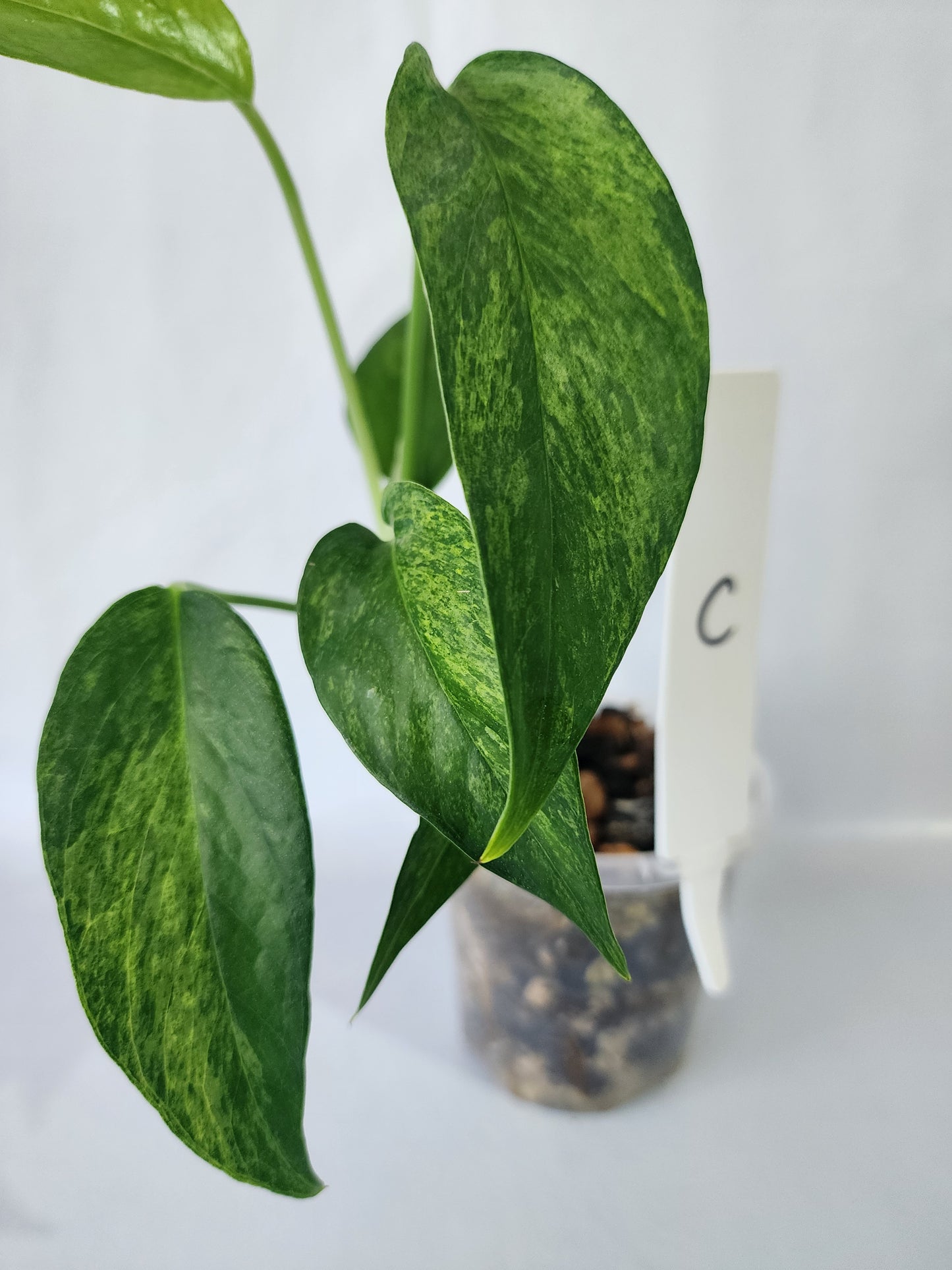 Detailed leaf pattern of Epipremnum pinnatum ‘Mint’ showing mint and silver variegation-C