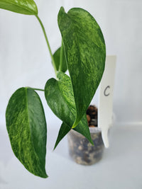 Detailed leaf pattern of Epipremnum pinnatum ‘Mint’ showing mint and silver variegation-C