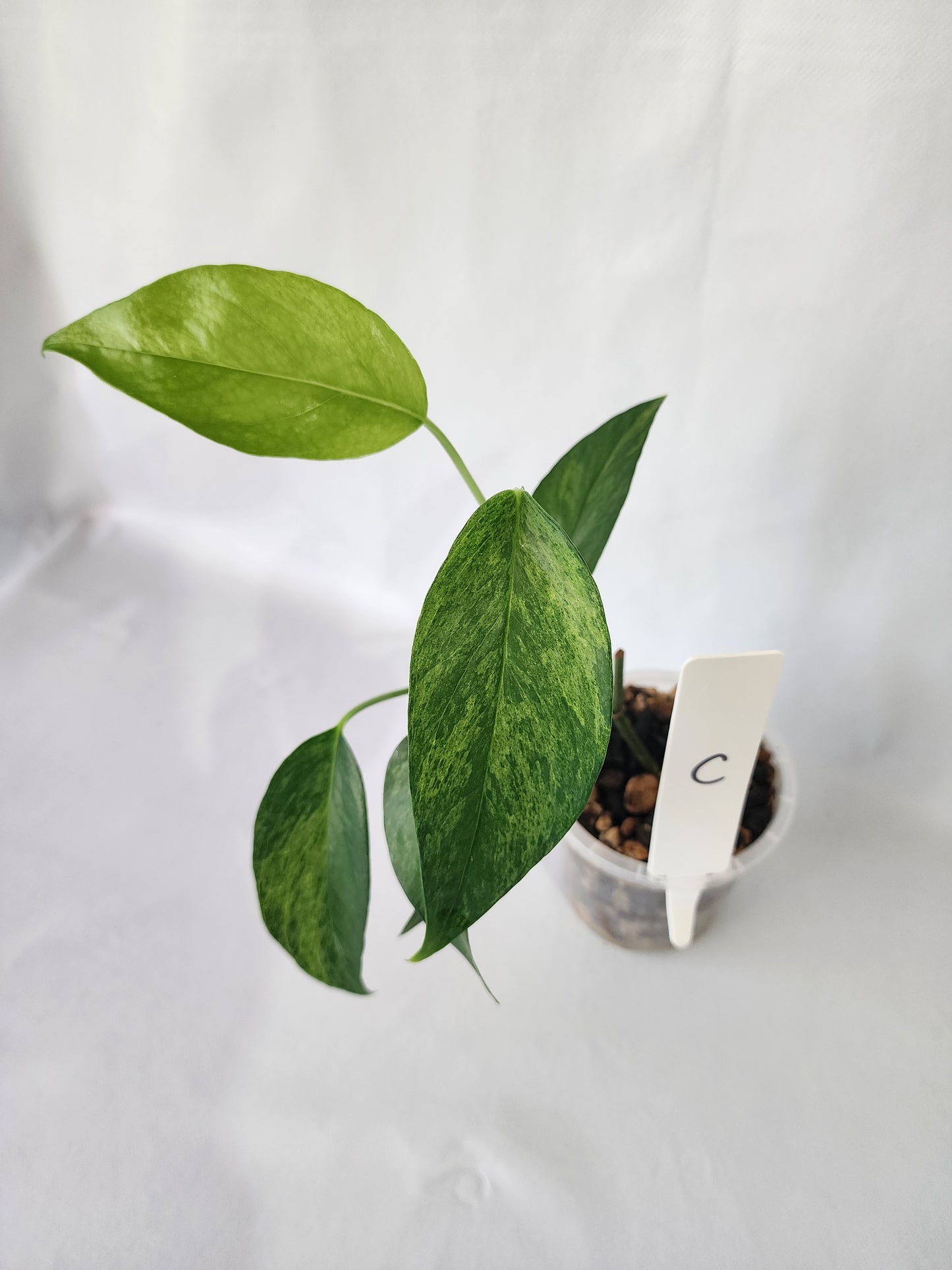 New growth on Epipremnum pinnatum ‘Mint’ with fresh pale green variegation-C.