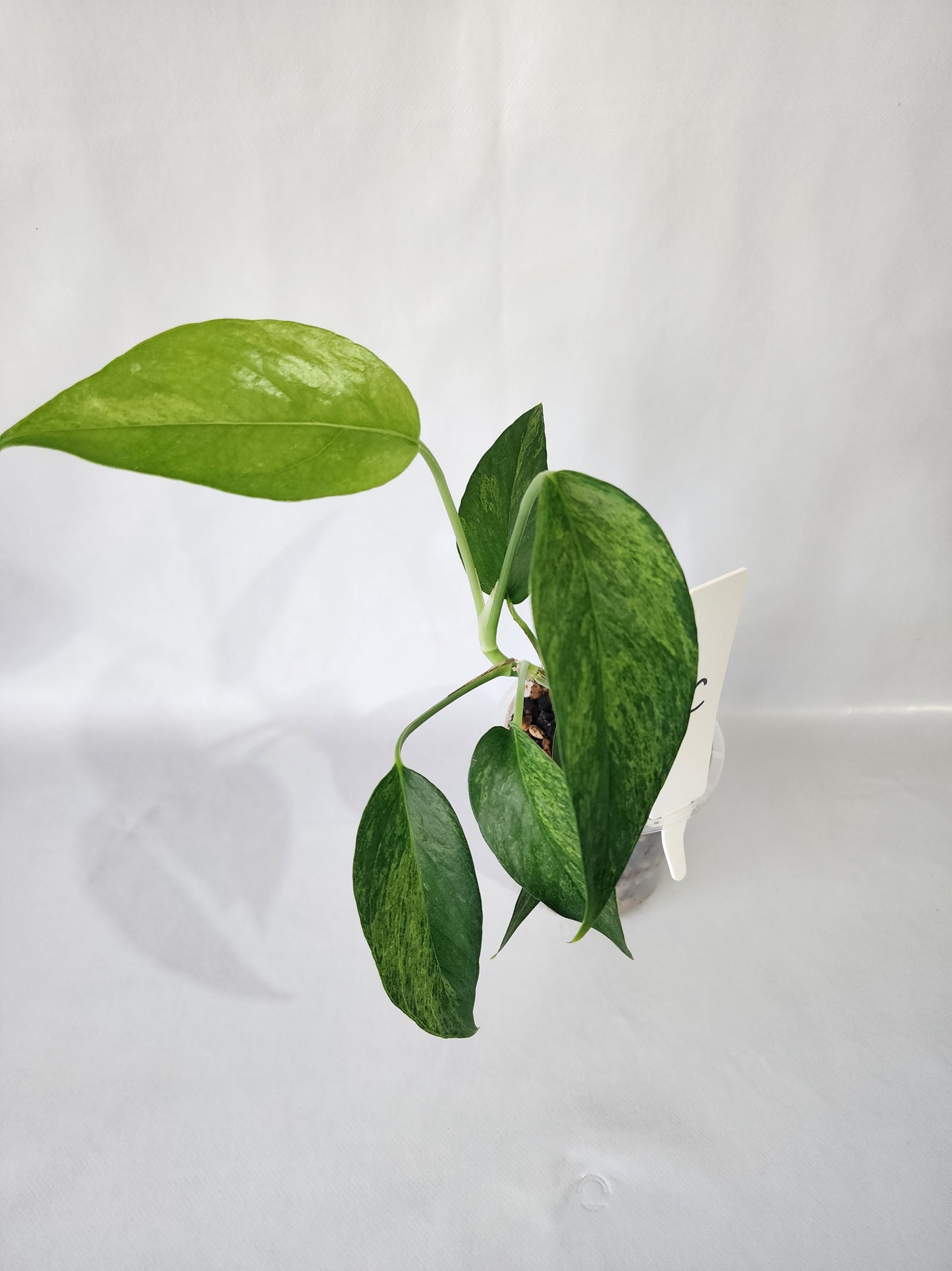 New growth on Epipremnum pinnatum ‘Mint’ with fresh pale green variegation-C