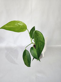 New growth on Epipremnum pinnatum ‘Mint’ with fresh pale green variegation-C