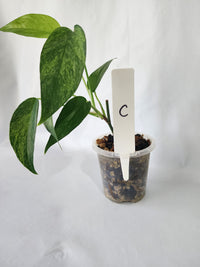 Side angle view of Epipremnum pinnatum ‘Mint’ showing trailing and climbing stems-C