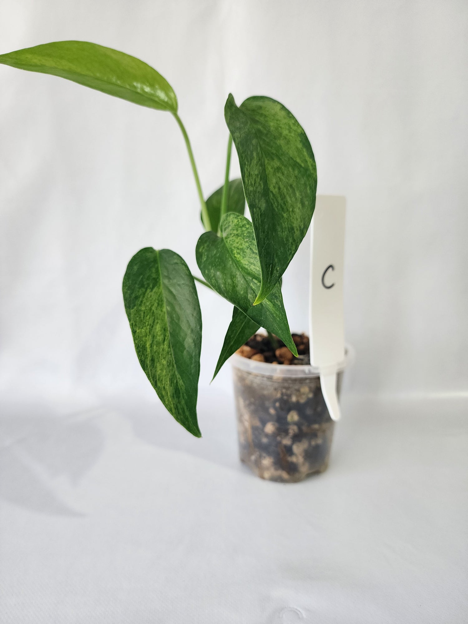 Trailing Epipremnum pinnatum ‘Mint’-C