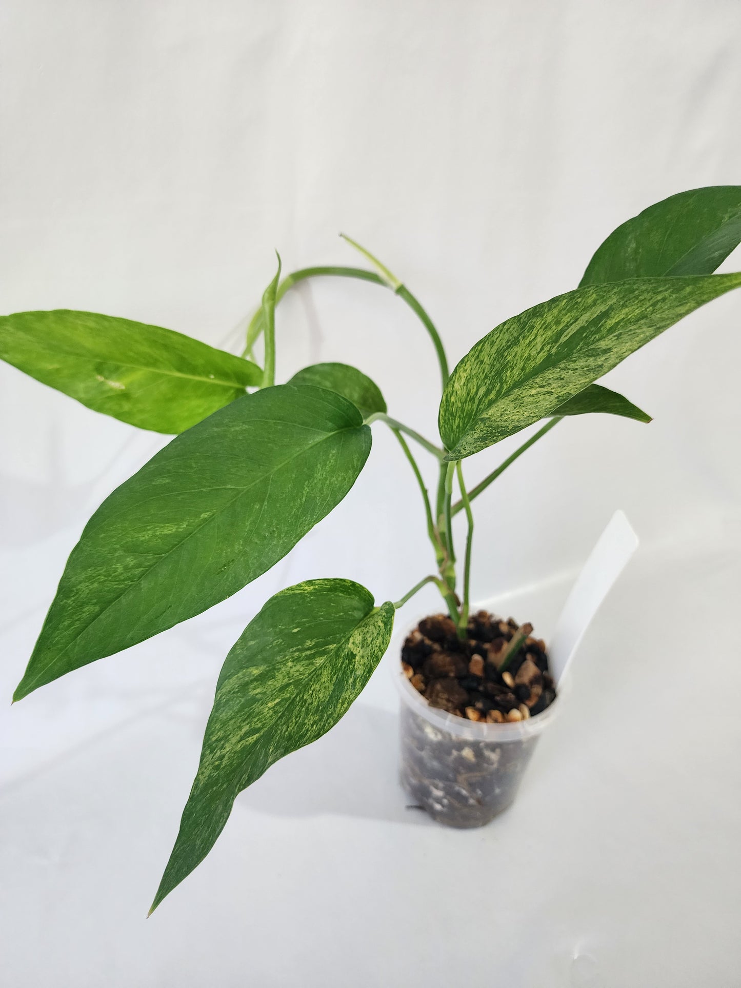 Variegated foliage of Epipremnum pinnatum ‘Mint’ with pale green and silver tones-B