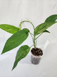 Variegated foliage of Epipremnum pinnatum ‘Mint’ with pale green and silver tones-B