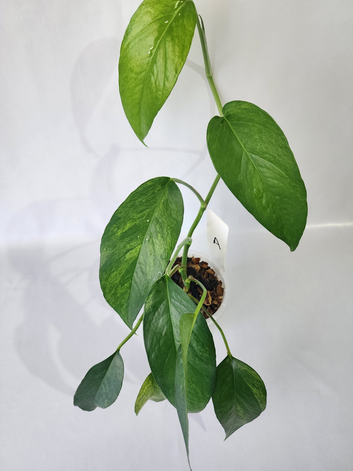 Variegated foliage of Epipremnum pinnatum ‘Mint’ with pale green and silver tones.-A